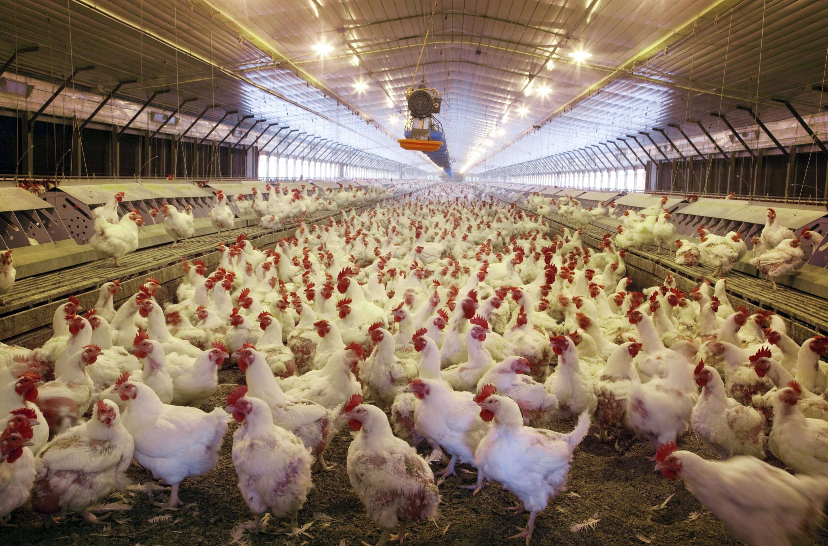 Photo of chickens in a large production facility