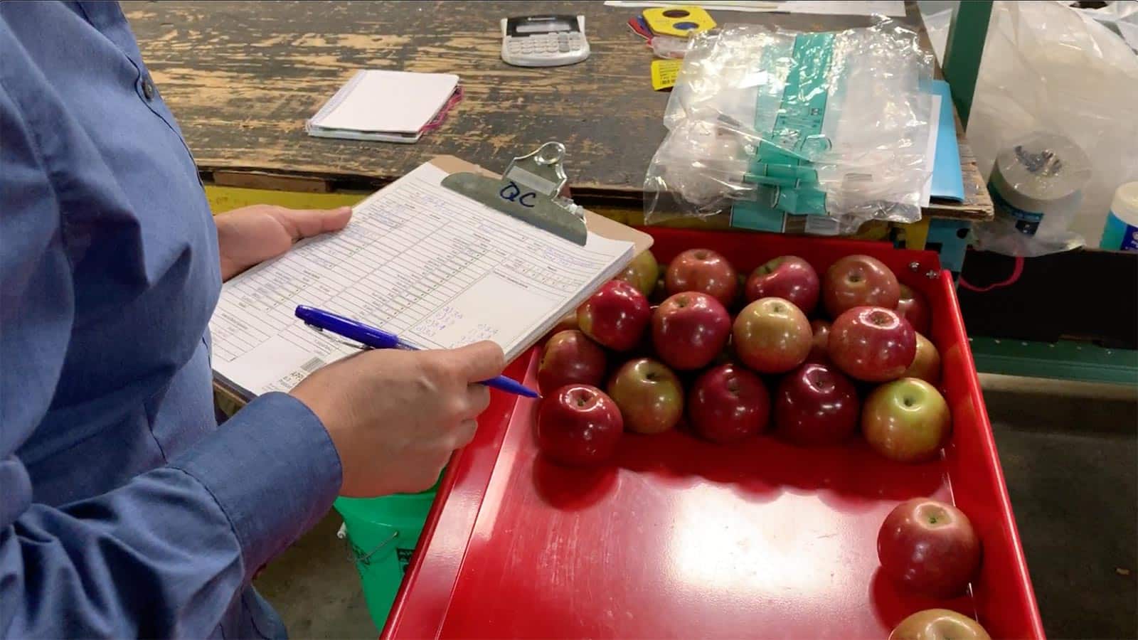 A quality control inspector reviews apples in a packing facility.